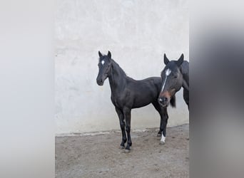 Hannoveraner, Stute, 1 Jahr, 164 cm, Dunkelbrauner