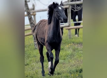 Hannoveraner, Stute, 1 Jahr, 164 cm, Dunkelbrauner