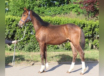 Hannoveraner, Stute, 1 Jahr, 168 cm, Brauner