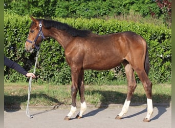 Hannoveraner, Stute, 1 Jahr, 168 cm, Brauner