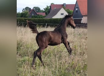 Hannoveraner, Stute, 1 Jahr, 168 cm, Brauner