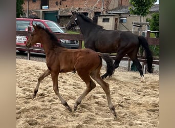 Hannoveraner, Stute, 1 Jahr, 168 cm, Brauner