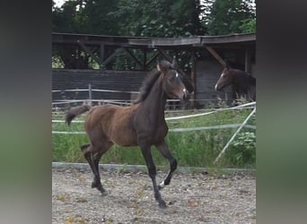 Hannoveraner, Stute, 1 Jahr, 168 cm, Dunkelbrauner