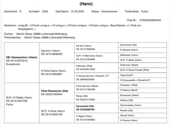 Hannoveraner, Stute, 1 Jahr, 168 cm, Fuchs