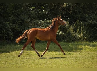 Hannoveraner, Stute, 1 Jahr, 168 cm, Fuchs