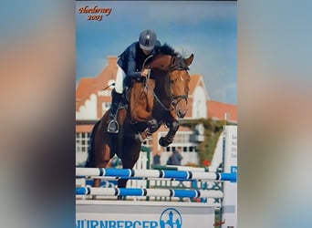 Hannoveraner, Stute, 1 Jahr, 168 cm, Rappschimmel