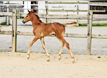 Hannoveraner, Stute, 1 Jahr, 169 cm, Kann Schimmel werden