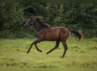 Hannoveraner, Stute, 1 Jahr, 169 cm, Rappe