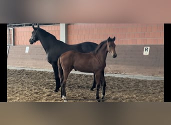 Hannoveraner, Stute, 1 Jahr, 170 cm, Brauner