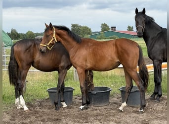 Hannoveraner, Stute, 1 Jahr, 170 cm, Brauner