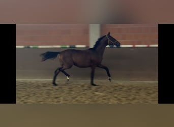 Hannoveraner, Stute, 1 Jahr, 170 cm, Brauner