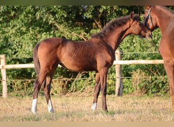 Hannoveraner, Stute, 1 Jahr, 170 cm, Brauner