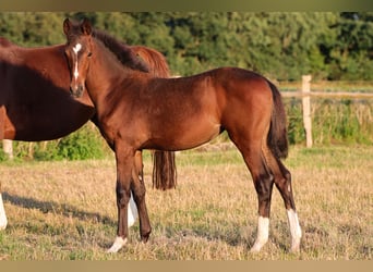 Hannoveraner, Stute, 1 Jahr, 170 cm, Brauner