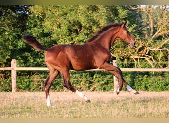 Hannoveraner, Stute, 1 Jahr, 170 cm, Brauner