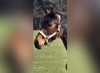 Hannoveraner, Stute, 1 Jahr, 170 cm, Brauner