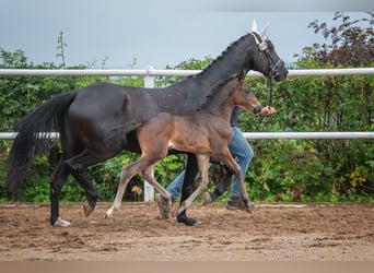 Hannoveraner, Stute, 1 Jahr, 170 cm, Dunkelbrauner