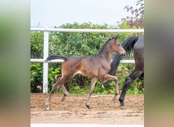 Hannoveraner, Stute, 1 Jahr, 170 cm, Dunkelbrauner