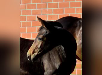 Hannoveraner, Stute, 1 Jahr, 170 cm, Dunkelbrauner