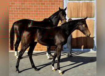 Hannoveraner, Stute, 1 Jahr, 170 cm, Dunkelbrauner