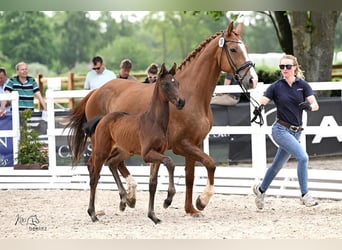 Hannoveraner, Stute, 1 Jahr, 170 cm, Dunkelbrauner