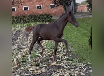 Hannoveraner, Stute, 1 Jahr, 170 cm, Dunkelfuchs