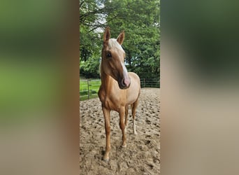 Hannoveraner, Stute, 1 Jahr, 170 cm, Palomino