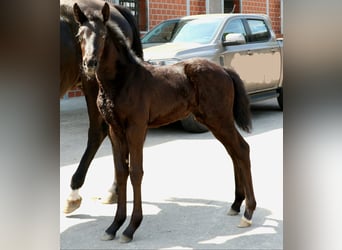 Hannoveraner, Stute, 1 Jahr, 170 cm, Rappe