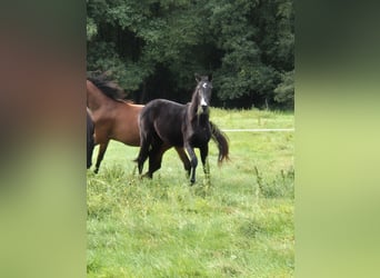 Hannoveraner, Stute, 1 Jahr, 170 cm, Rappe