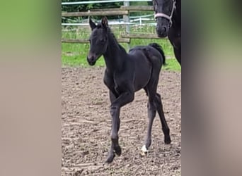 Hannoveraner, Stute, 1 Jahr, 170 cm, Rappe