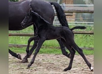 Hannoveraner, Stute, 1 Jahr, 170 cm, Rappe