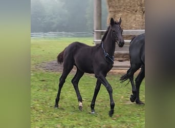 Hannoveraner, Stute, 1 Jahr, 170 cm, Rappe