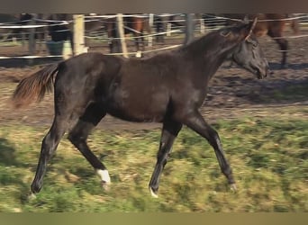 Hannoveraner, Stute, 1 Jahr, 170 cm, Rappe