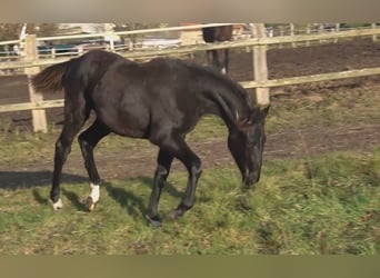 Hannoveraner, Stute, 1 Jahr, 170 cm, Rappe