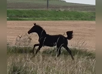 Hannoveraner, Stute, 1 Jahr, 170 cm, Schwarzbrauner