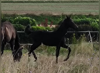 Hannoveraner, Stute, 1 Jahr, 170 cm, Schwarzbrauner