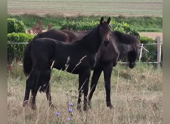 Hannoveraner, Stute, 1 Jahr, 170 cm, Schwarzbrauner