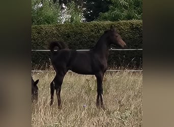 Hannoveraner, Stute, 1 Jahr, 170 cm, Schwarzbrauner