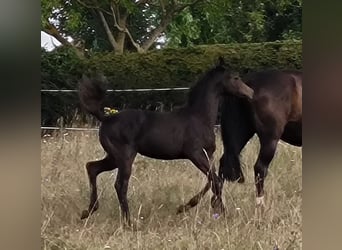 Hannoveraner, Stute, 1 Jahr, 170 cm, Schwarzbrauner