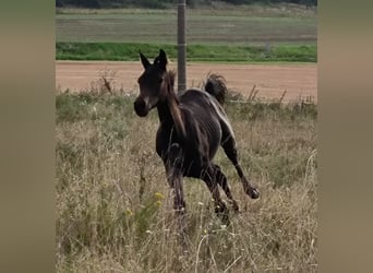 Hannoveraner, Stute, 1 Jahr, 170 cm, Schwarzbrauner