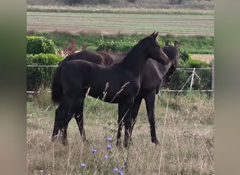 Hannoveraner, Stute, 1 Jahr, 170 cm, Schwarzbrauner