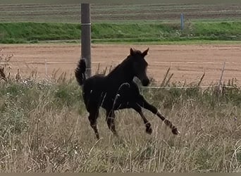 Hannoveraner, Stute, 1 Jahr, 170 cm, Schwarzbrauner