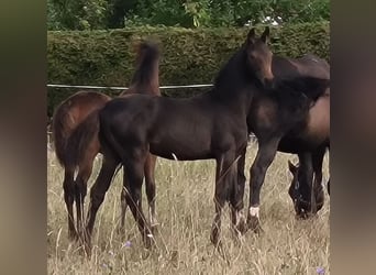 Hannoveraner, Stute, 1 Jahr, 170 cm, Schwarzbrauner