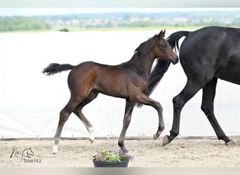 Hannoveraner, Stute, 1 Jahr, 170 cm, Schwarzbrauner