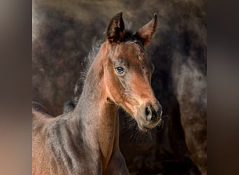 Hannoveraner, Stute, 1 Jahr, 171 cm, Dunkelbrauner