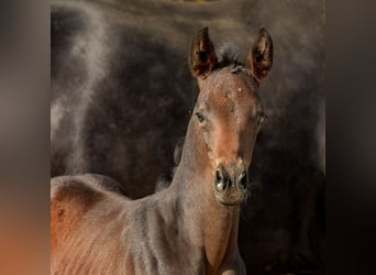 Hannoveraner, Stute, 1 Jahr, 171 cm, Dunkelbrauner