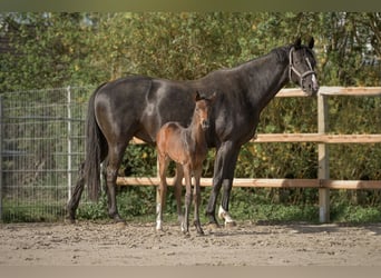 Hannoveraner, Stute, 1 Jahr, 171 cm, Dunkelbrauner