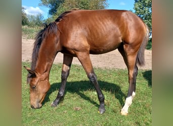 Hannoveraner, Stute, 1 Jahr, 172 cm, Brauner