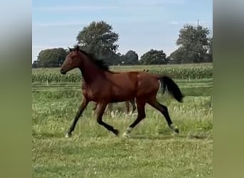 Hannoveraner, Stute, 1 Jahr, 172 cm, Brauner