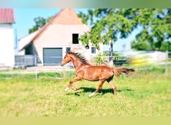 Hannoveraner, Stute, 1 Jahr, 172 cm, Fuchs