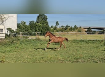 Hannoveraner, Stute, 1 Jahr, 172 cm, Fuchs